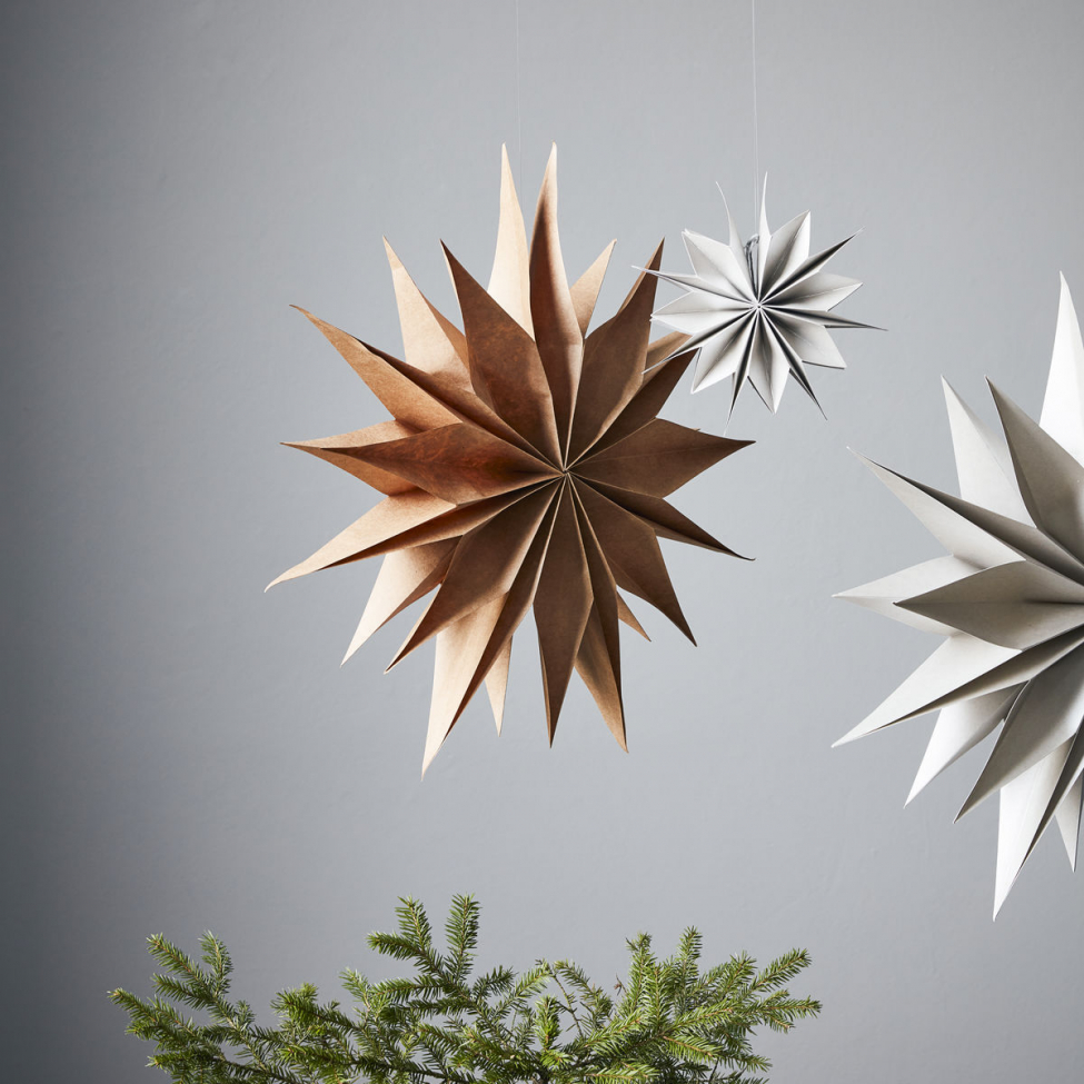 Julstjärna 'Capella' L - Natúr